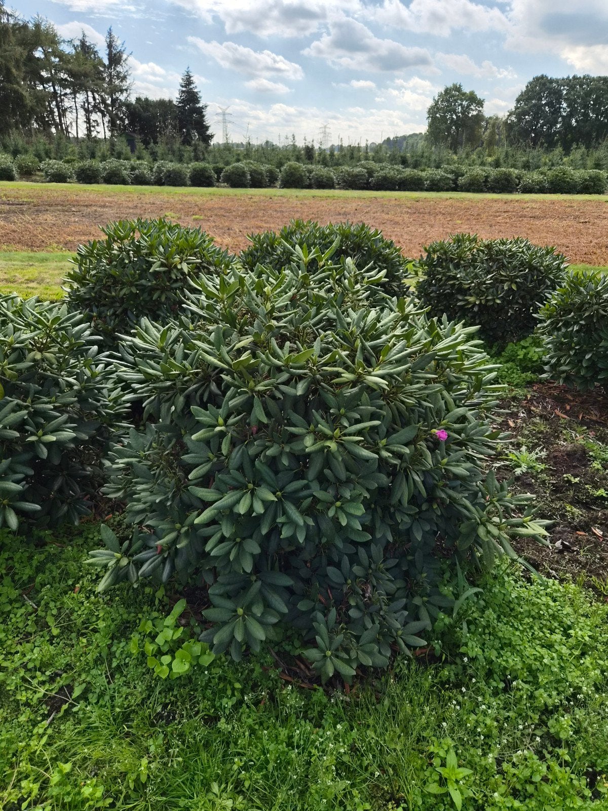 Rhododendron Roseum Elegans - Super Kwaliteit, Ophalen