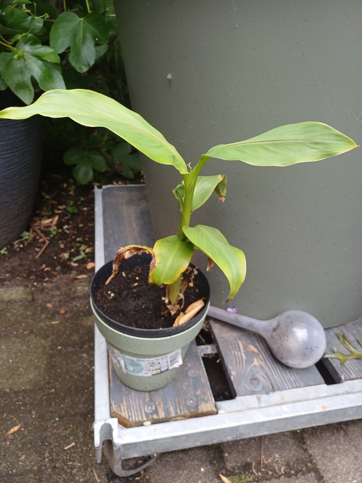 Bananenplant musja basjoo. Half winterhard., Ophalen, Vaste plant, Fruitplanten, Volle zon