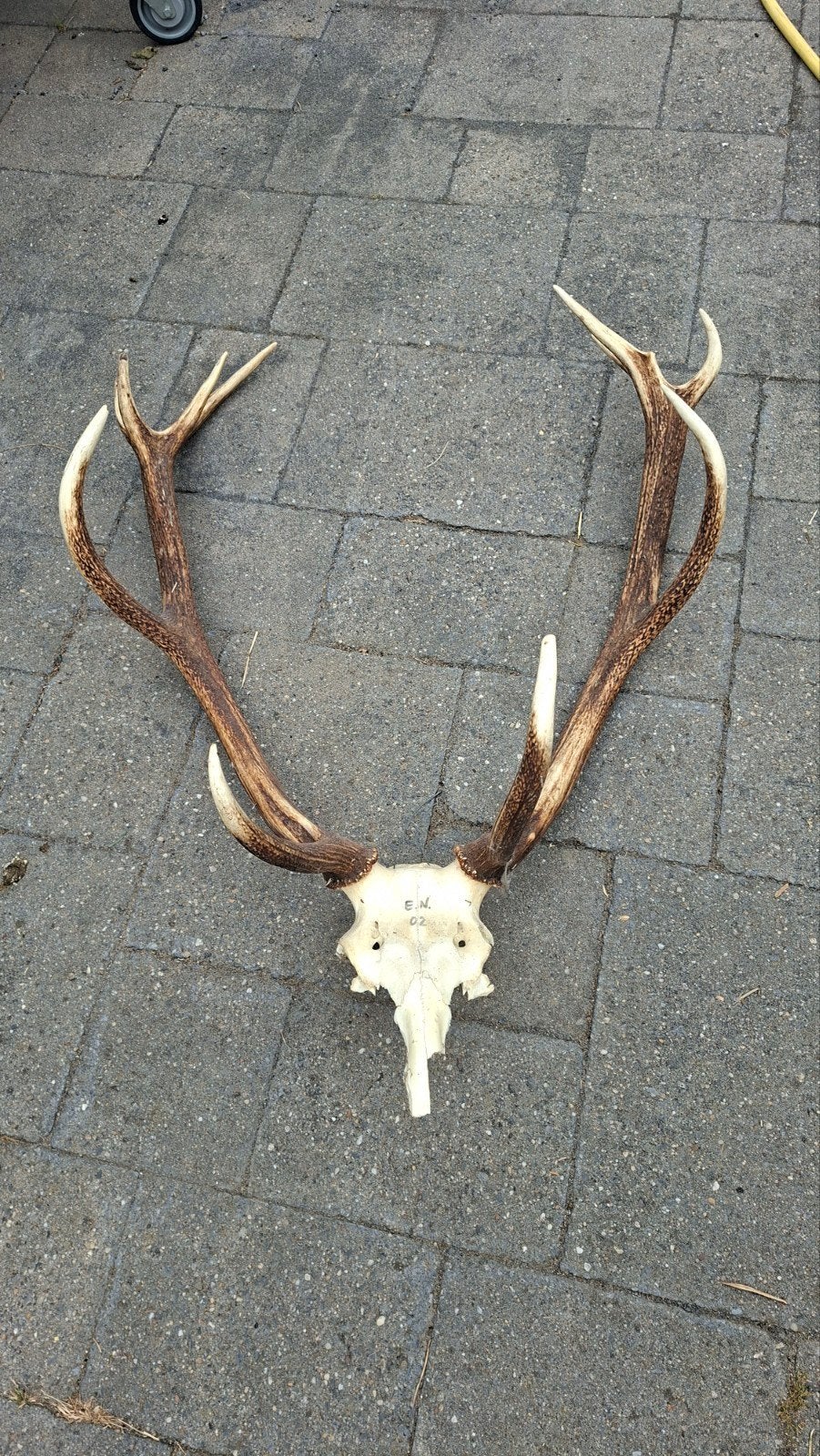 Groot Edelhert Gewei met Schedel - Indrukwekkende Decoratie, Verzamelen, Dierenverzamelingen, Ophalen, Gebruikt, Hert, Gewei of Kop