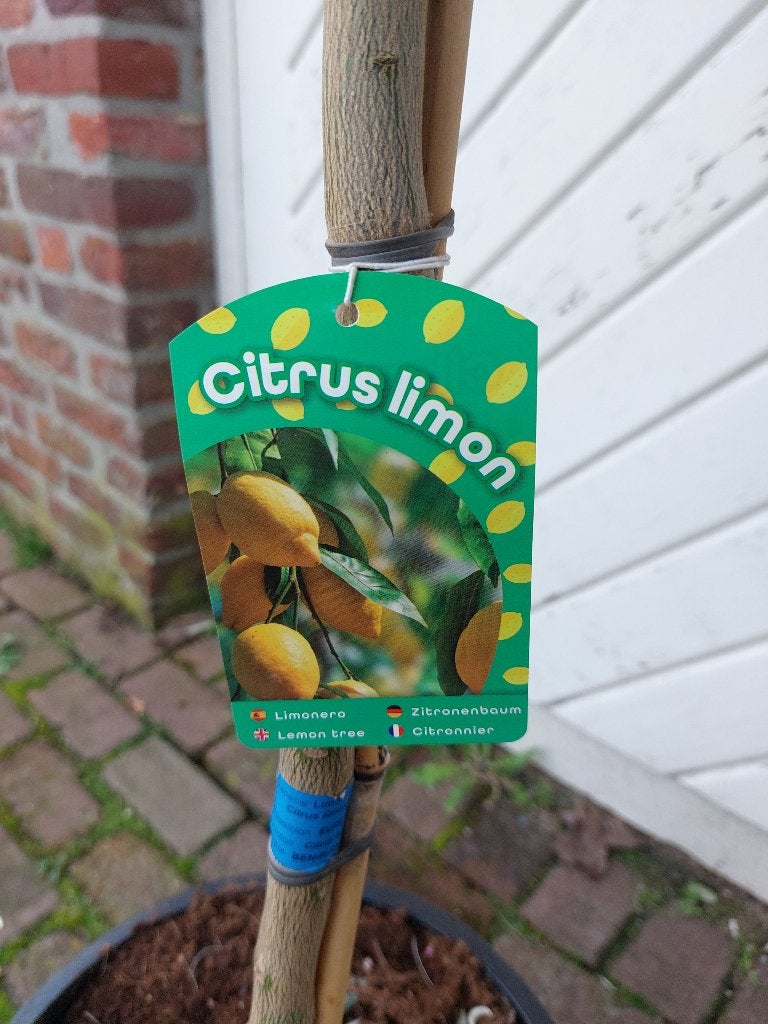 TE KOOP: VERSCHILLENDE SOORTEN CITRUSBOMEN, Overige soorten, 100 tot 250 cm, Zomer, Ophalen