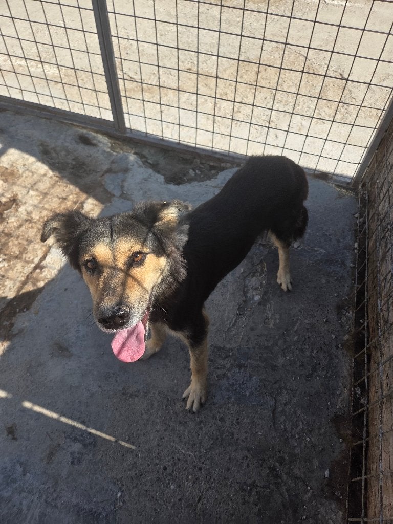Knappe Cody ter adoptie!, Dieren en Toebehoren, Honden | Niet-rashonden, Particulier, Reu, Buitenland, Eén hond