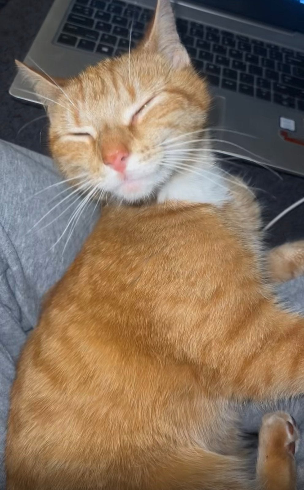 Kat 3 jaar, Dieren en Toebehoren, Poes, Kortharig, 3 tot 5 jaar