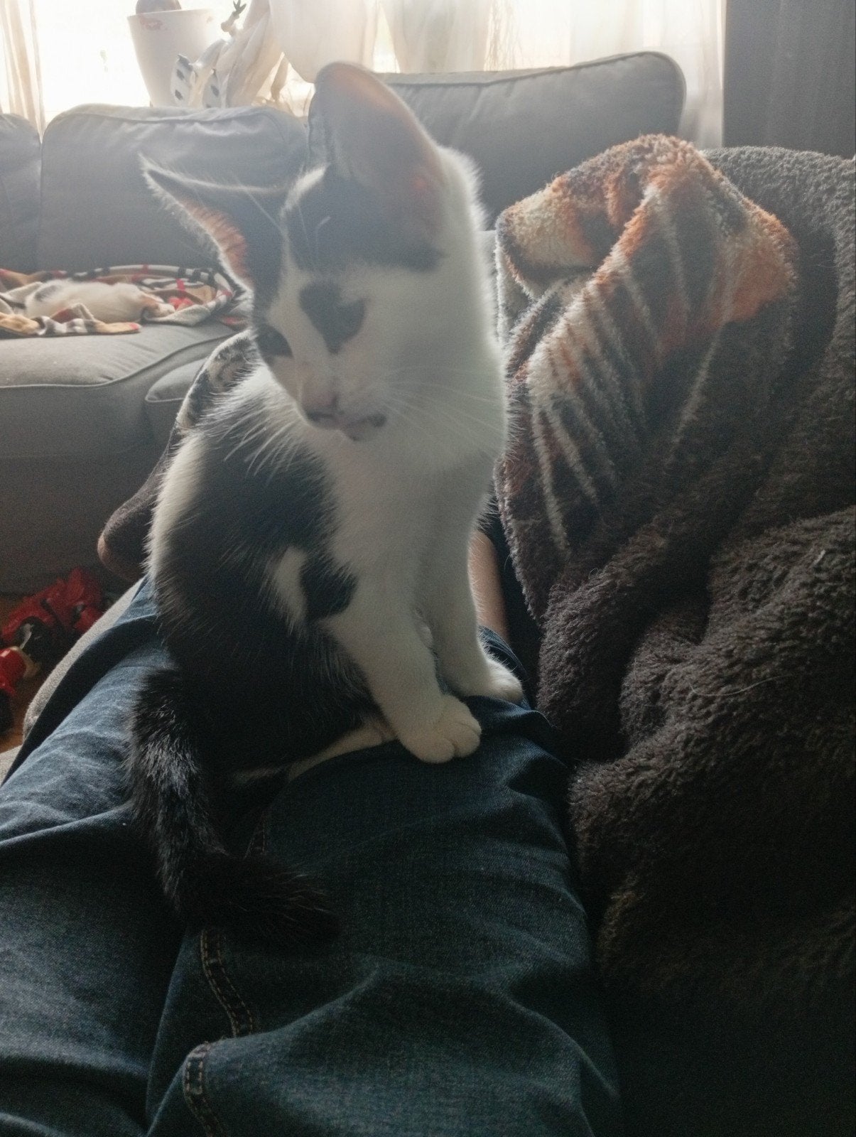2 mooie katers, Dieren en Toebehoren, Kater