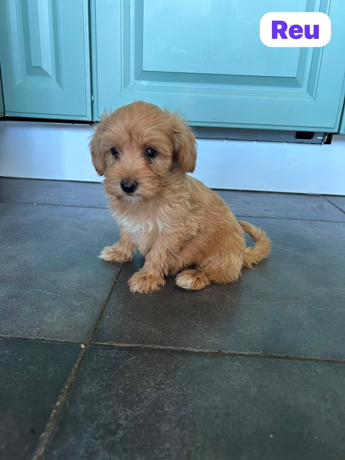 Super lieve Maltipoo pups, Parvo, België, Particulier, 8 tot 15 weken
