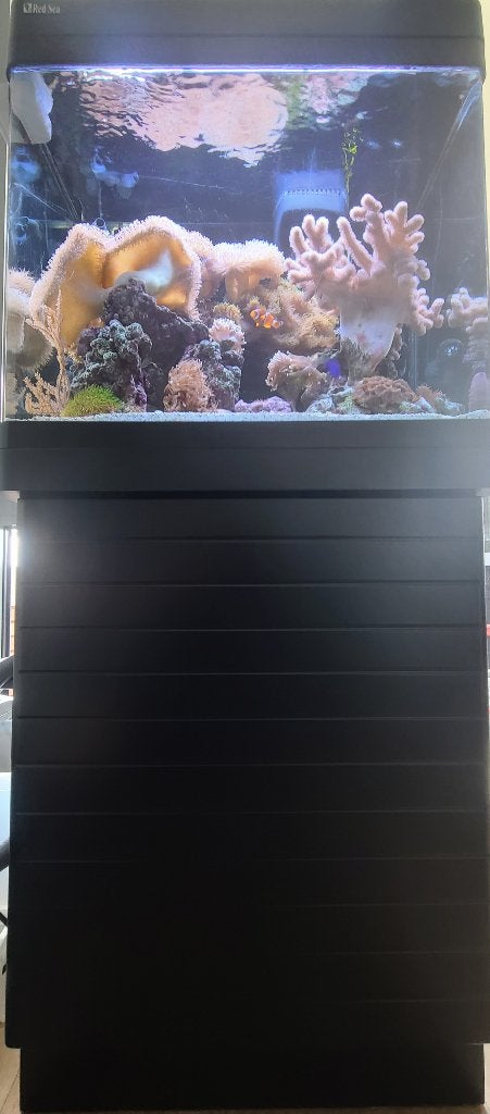 Red Sea Max 130D zeewater aquarium met veel extra's, Ophalen, Red Sea, Gevuld zeewateraquarium, Gebruikt