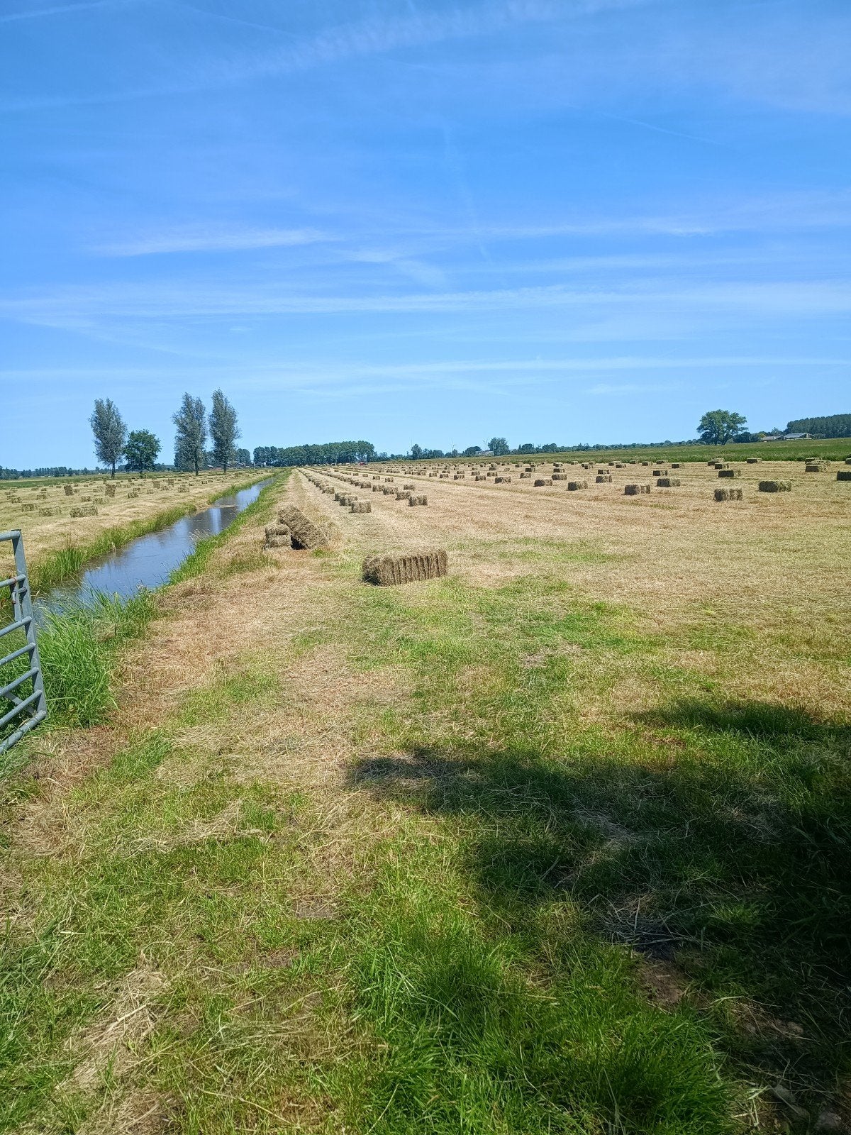 Hooi te koop, Dieren en Toebehoren, Dierenvoeding, Ophalen of Verzenden, Vee