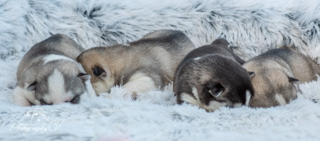 Prachtige husky pups blauwe ogen, 8 tot 15 weken, Poolhond, Meerdere, Meerdere dieren