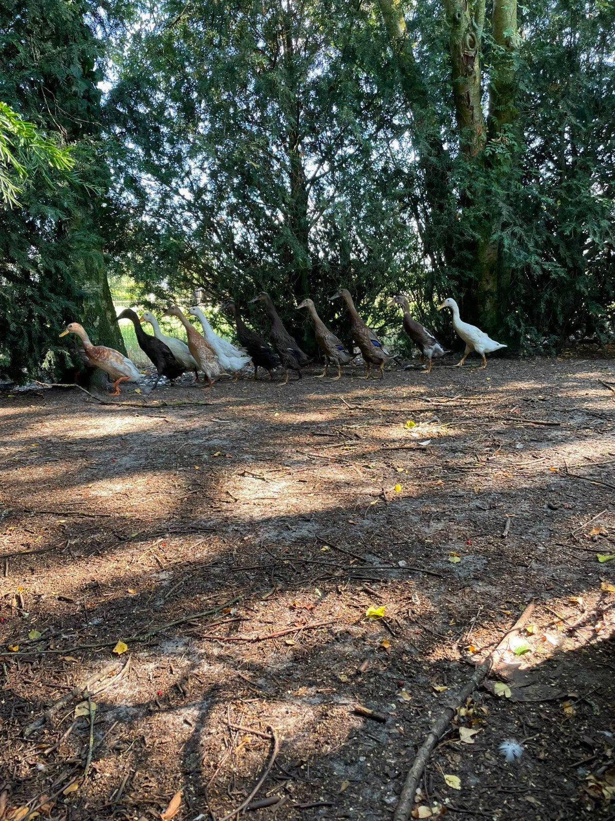 6 jonge loopeenden, Dieren en Toebehoren, Meerdere dieren, Eend