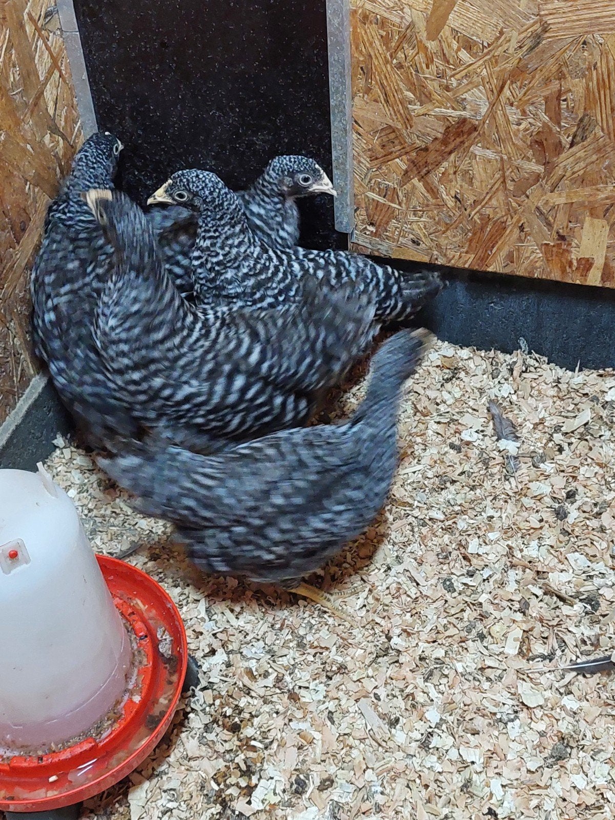 Amrock kuikens 3 weken, Dieren en Toebehoren, Pluimvee, Kip, Vrouwelijk
