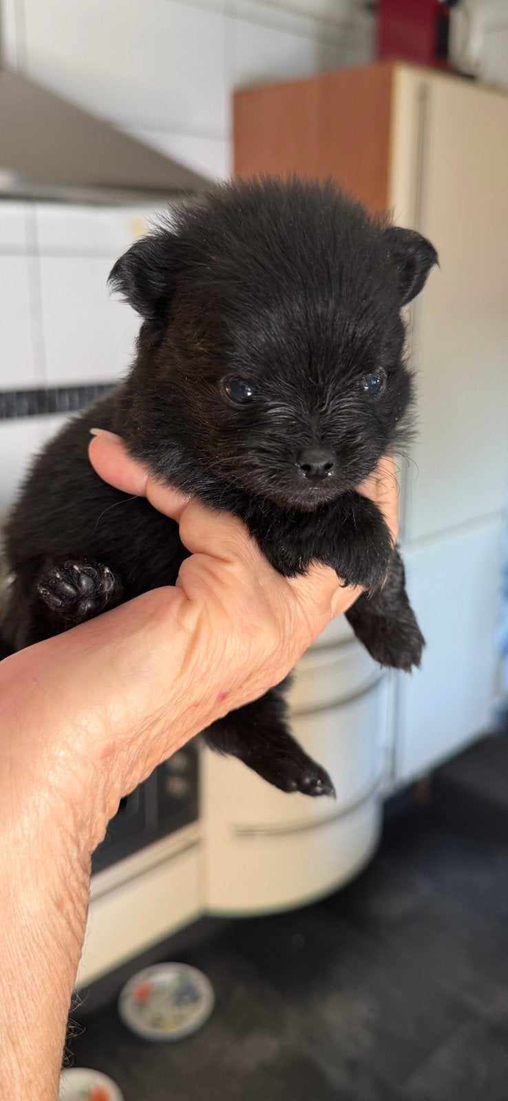 6 knappe mini pomchi pups zoeken een gouden mandje, Dieren en Toebehoren, Honden | Chihuahua's en Gezelschapshonden, 8 tot 15 weken