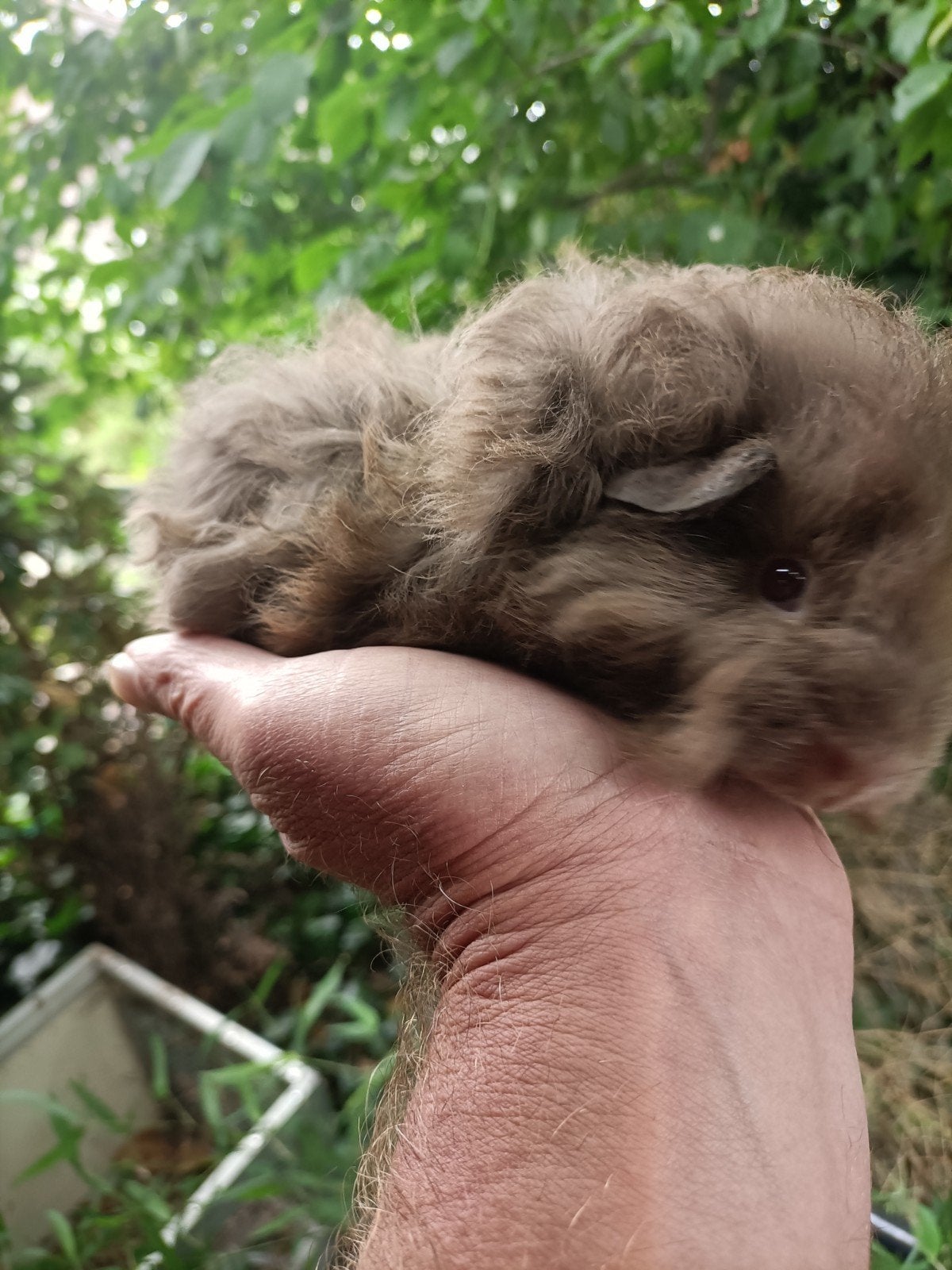 Jong cavia beertje, Dieren en Toebehoren, Knaagdieren, Juni, Mannelijk, Cavia