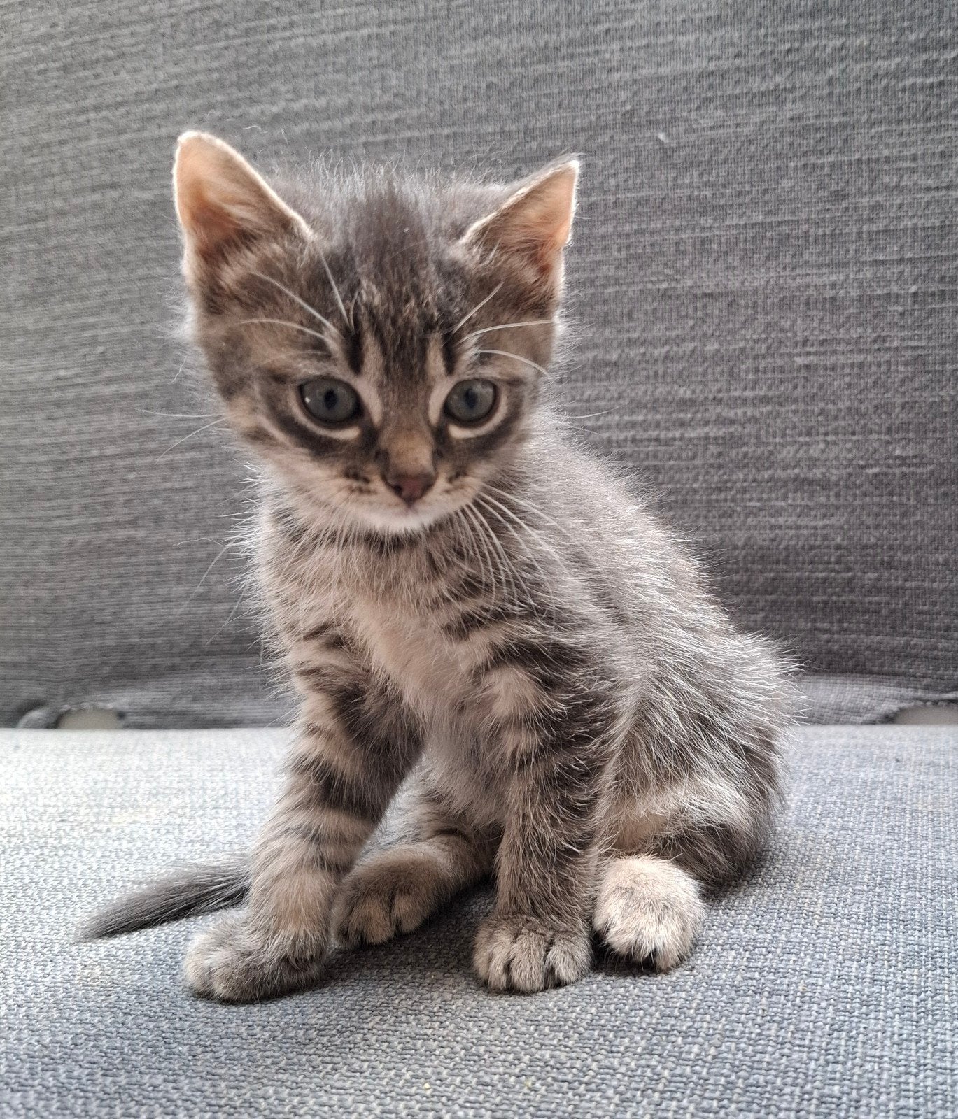 3 lieve kittens - poesjes en kater - gezond en speels, Meerdere dieren, Kortharig, 0 tot 2 jaar