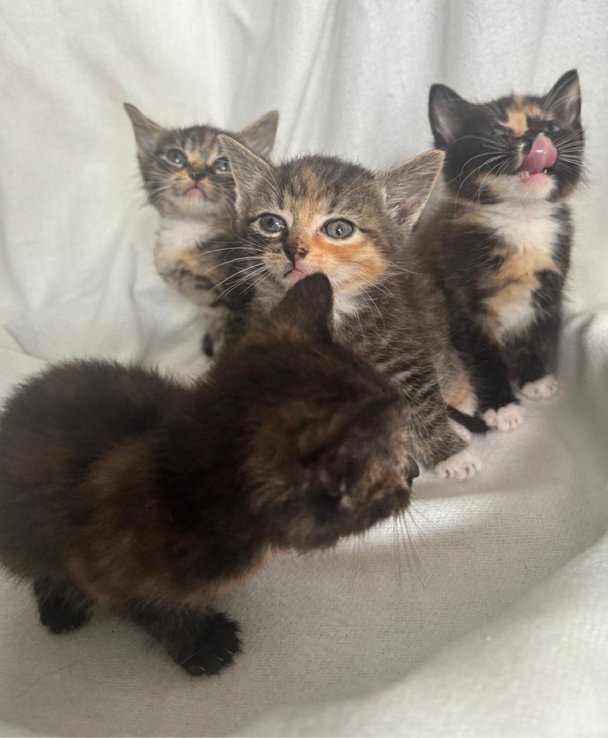 4 lieve dametjes, Poes, Kortharig, 0 tot 2 jaar