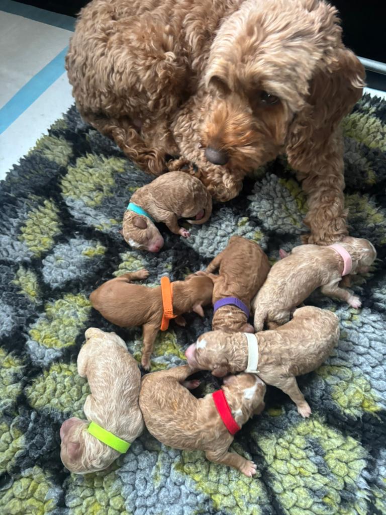 Cockapoo f1bb pups, Overige rassen, 8 tot 15 weken, Parvo, Meerdere
