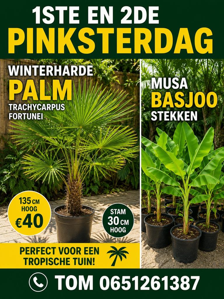 Mooie winterharde palmen en bananenplanten, 100 tot 250 cm, Zomer, Palmboom, Ophalen