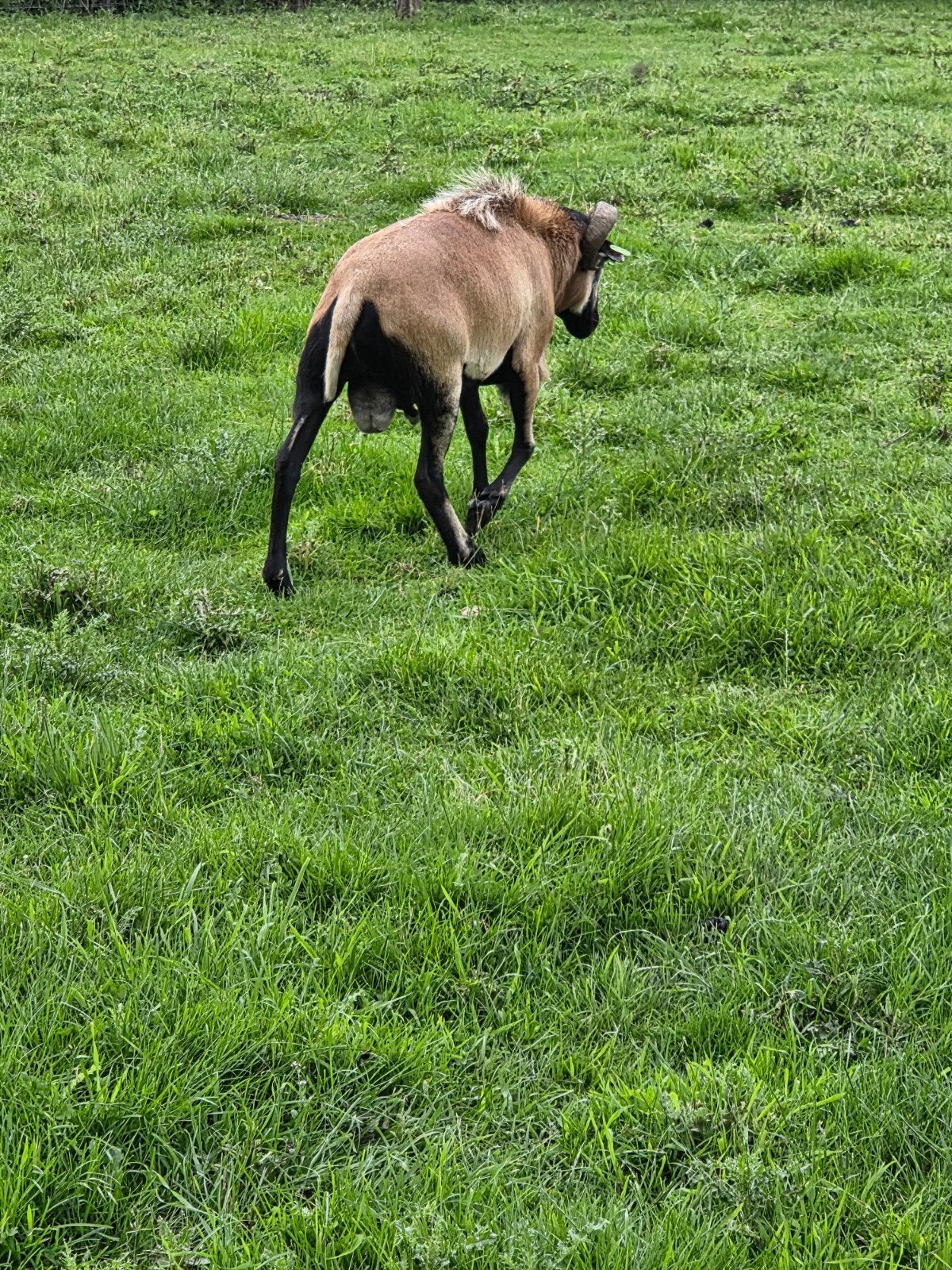 Te koop ram, Mannelijk, Schaap