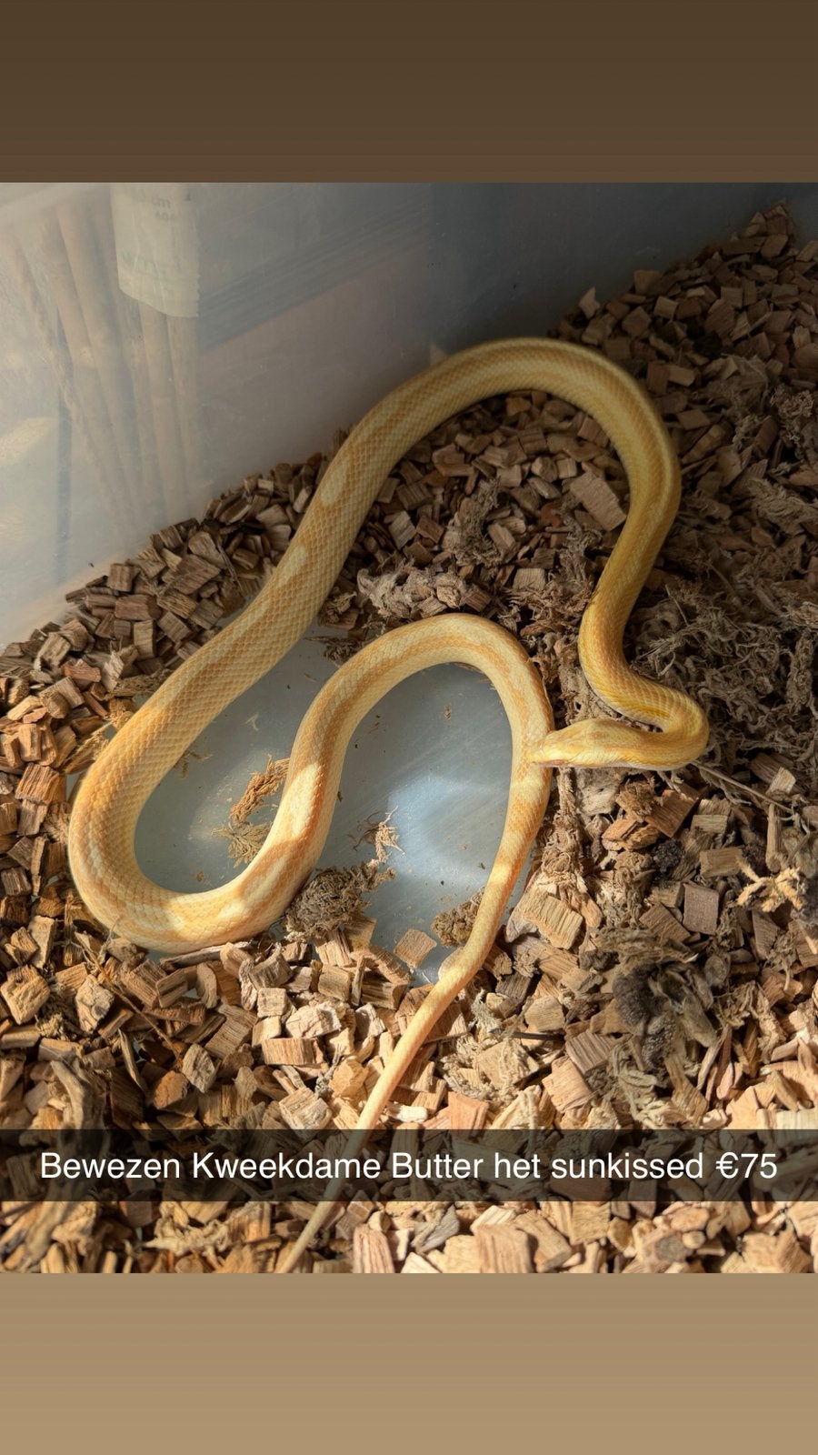 Rattenslangen (Hele leuke genen) (Spoed!) Rat Snake photo 15