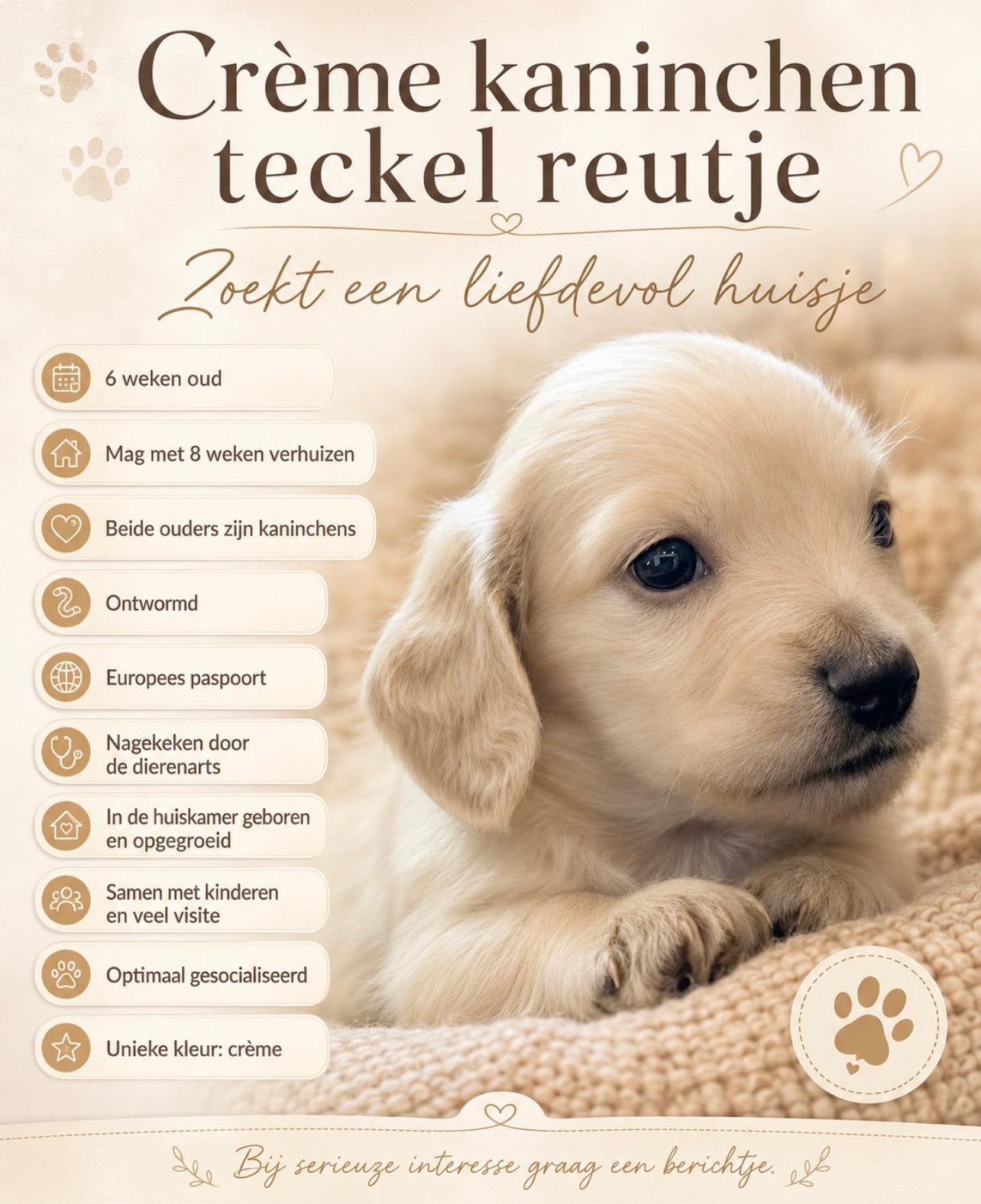 Creme teckel kaninchen ouders, Kaninchen, Parvo, Reu, 8 tot 15 weken