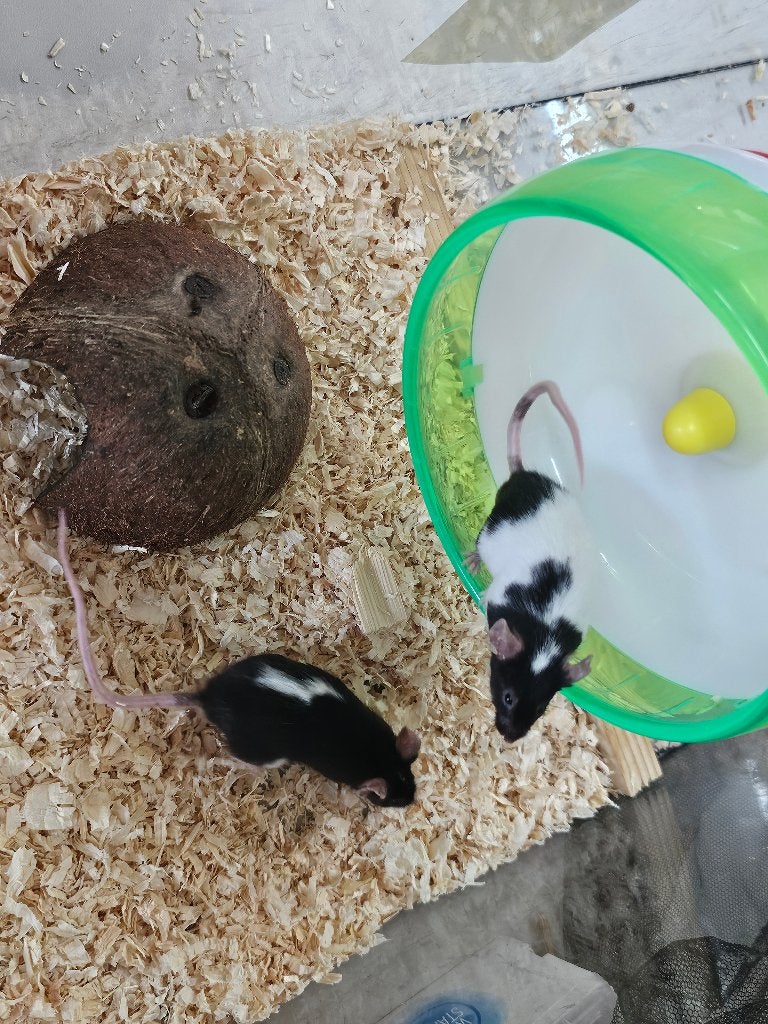 Muizen, Muis, Mannelijk, Januari, Tam