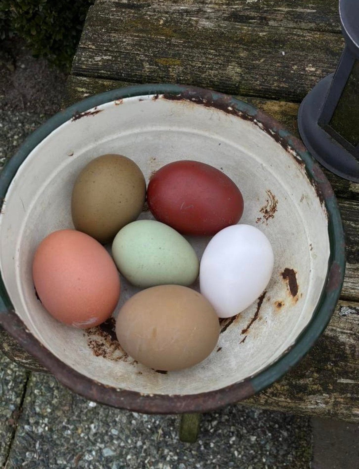 Mooie bonte mix broedeieren, keuze naar wens, groenlegger, Geslacht onbekend, Kip