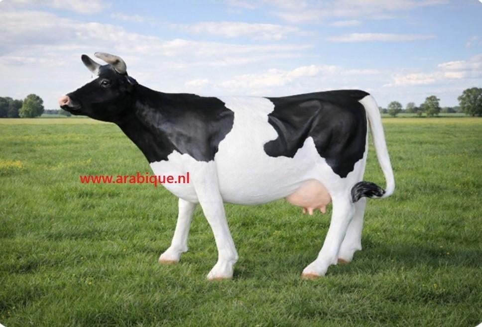 Koe ware groot , boerderij koe, Ophalen of Verzenden, Nieuw, Kunststof, Dierenbeeld