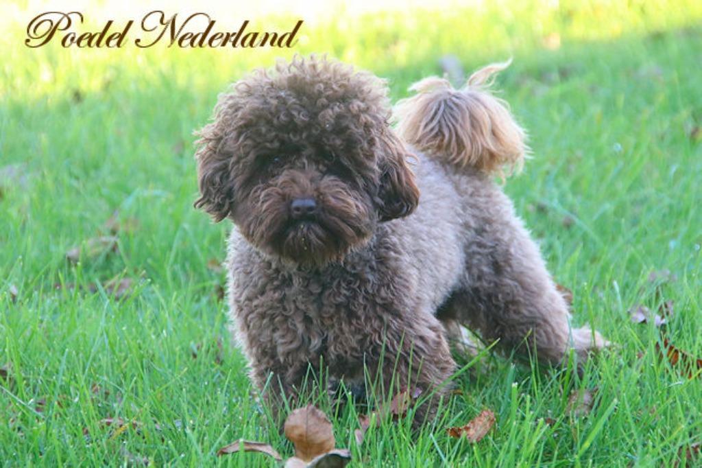 Toy poedel dekreu met EPR Pedigree, Dieren en Toebehoren, Reu, 1 tot 2 jaar, Parvo, Meerdere