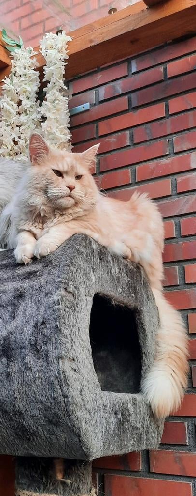 Mooie maincoon dekkater