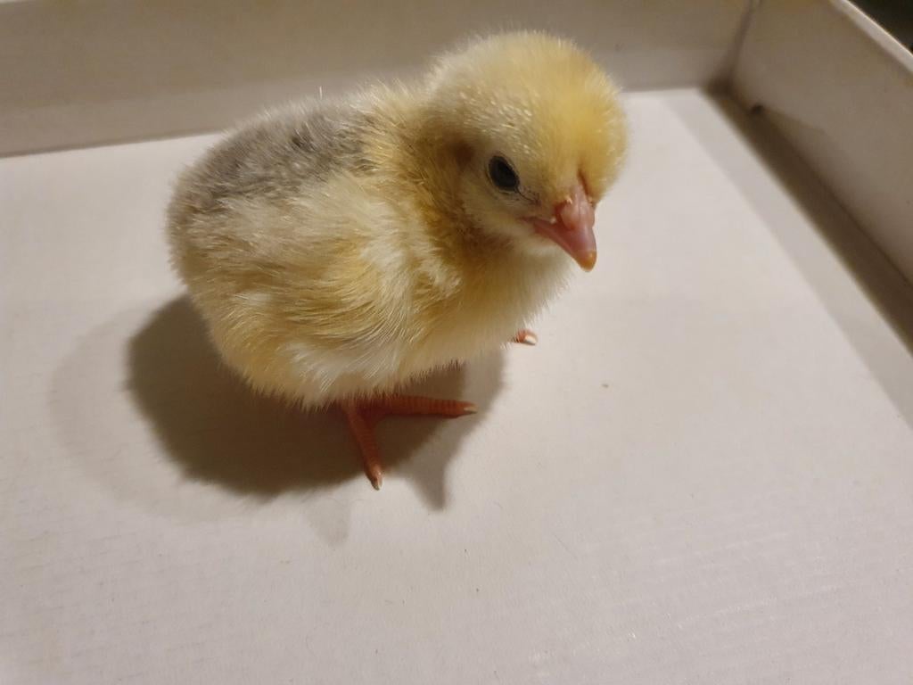 Cochin kuikens kriel, Dieren en Toebehoren, Pluimvee, Vrouwelijk, Kip