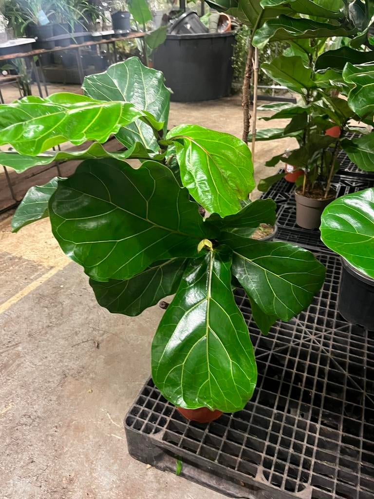 Ficus lyrata – Op stam – 120cm, Ophalen, Ficus, 100 tot 150 cm, Halfschaduw