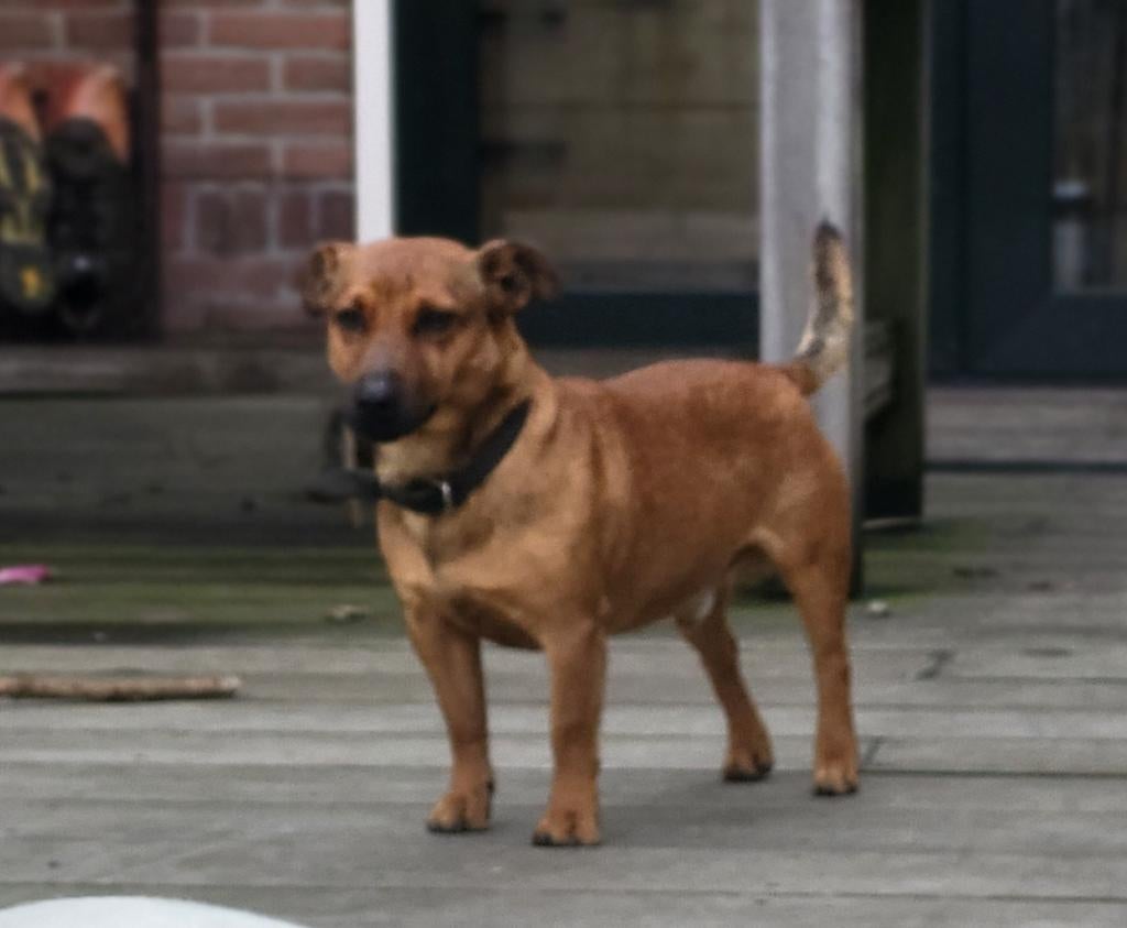 Prachtige bruine Jack Russel dekreu, Dieren en Toebehoren, Reu, Eén hond, 3 tot 5 jaar, Nederland