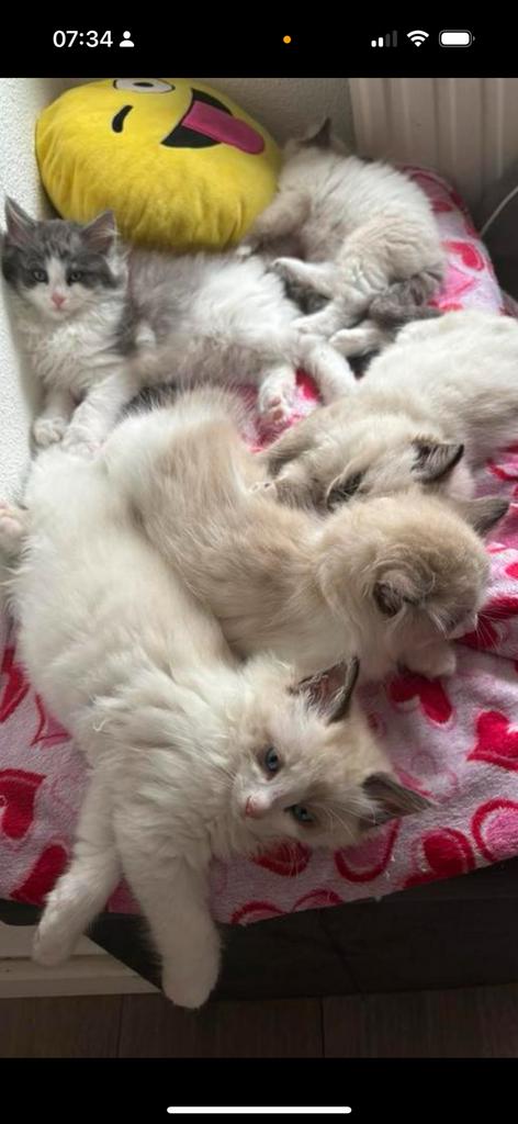 Foto 18 van Ragdoll DNA GETEST(dekkater)NIET TE KOOP