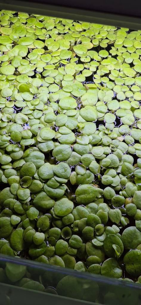 Kikkerbeet 5 plantjes voor €1, Dieren en Toebehoren, Vissen | Aquaria en Toebehoren, Ophalen, Nieuw, Plant(en), Steen of Hout