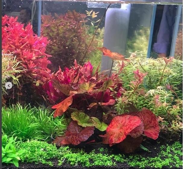 De mooiste aquariumplanten, verse planten voor in aquarium, Dieren en Toebehoren, Vissen | Aquaria en Toebehoren, Ophalen of Verzenden