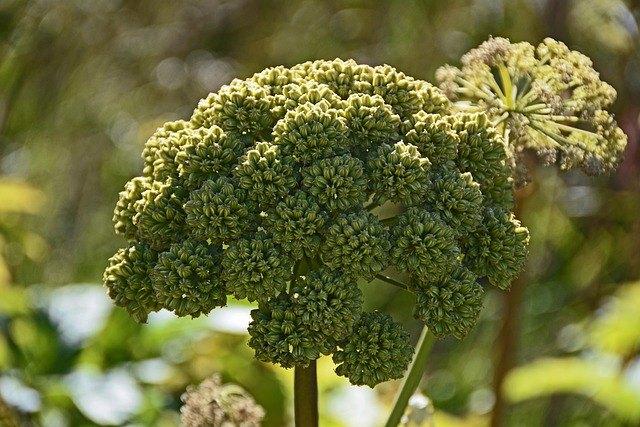 Bio zaden Grote engelwortel -Angelica archengelica | Inheems, Verzenden, Voorjaar, Halfschaduw, Zaad