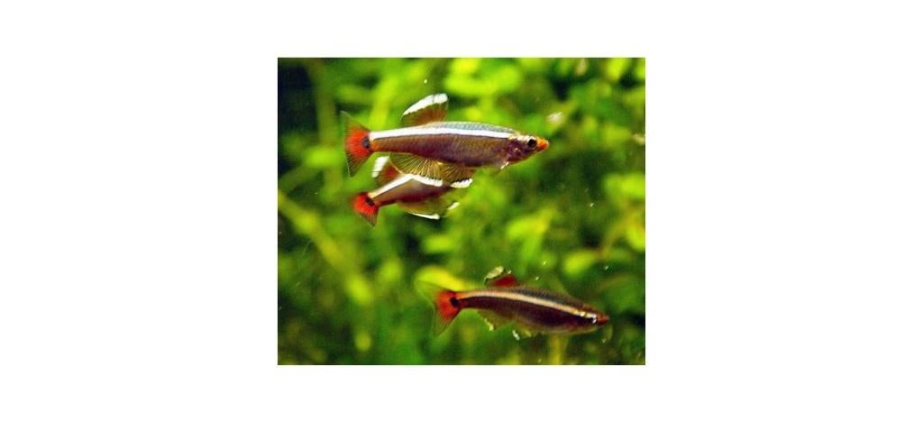 Chinese danio's, Dieren en Toebehoren, Vissen | Aquariumvissen, Vis, Zoetwatervis