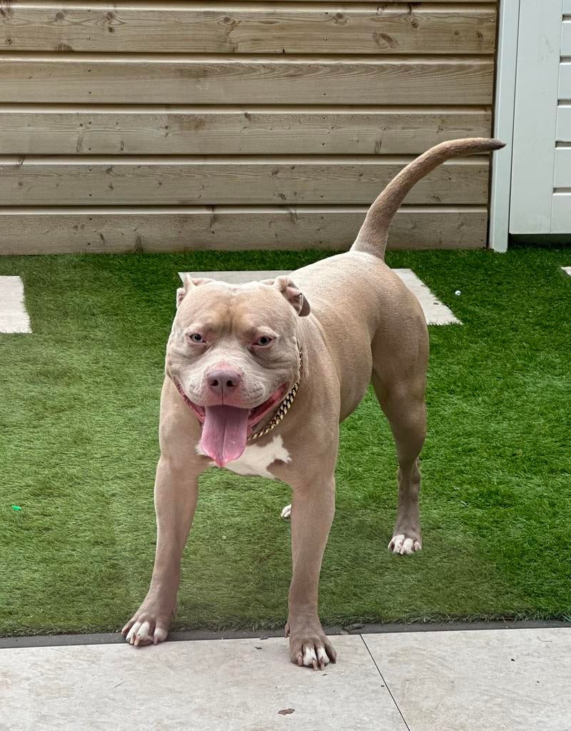 DEKREU bully! champagne kleur, Dieren en Toebehoren, Honden | Dekreuen, 15 weken tot 1 jaar, Reu, Eén hond, Nederland