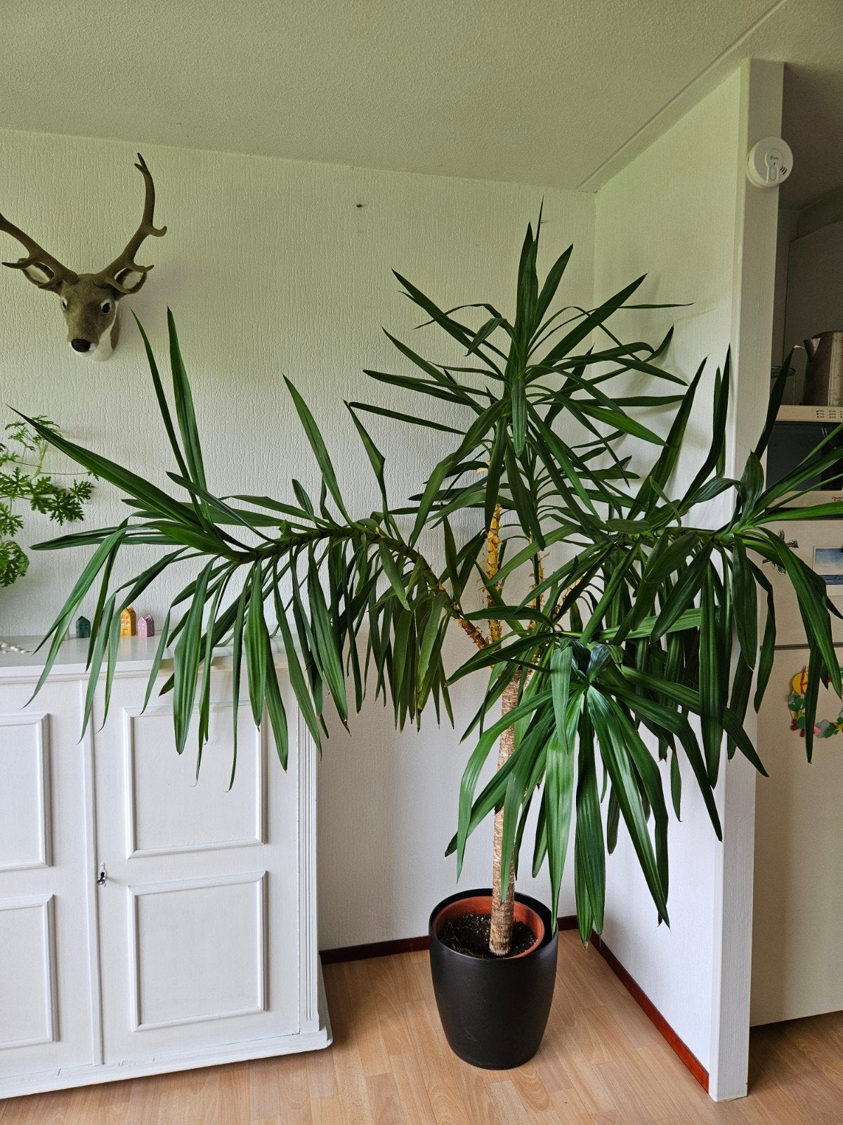 Mooie grote gezonde yucca palm kamerplant, Huis en Inrichting, Kamerplanten, Ophalen, 200 cm of meer, Palm, Halfschaduw