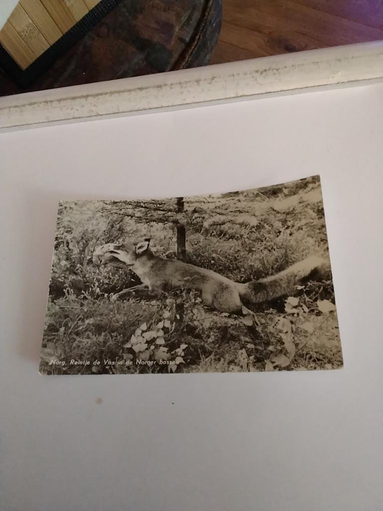 NORG.  /REINTJE. DE VOS IN DE NORGER BOSSEN. 1964, Ophalen of Verzenden, 1960 tot 1980, Gelderland