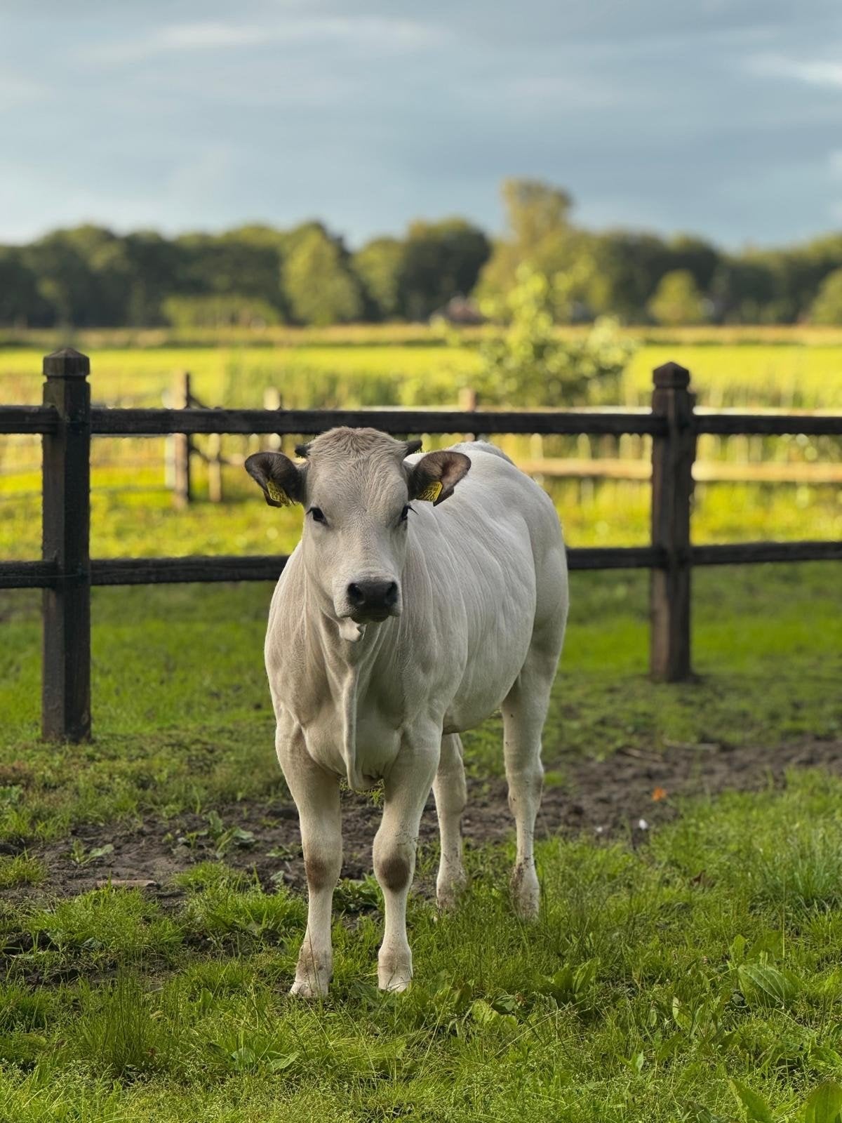 Gezocht: Piemontese Vaarzen/ Koeien, Dieren en Toebehoren, Runderen, Vrouwelijk, 0 tot 2 jaar