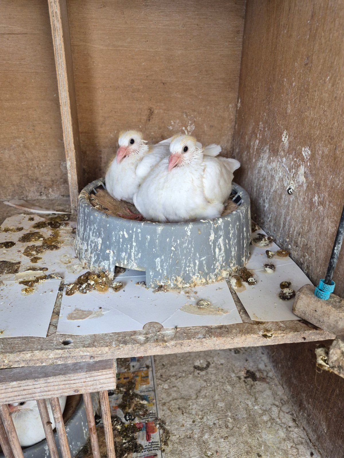 Mooie jonge witte kleurpostduiven te koop, Dieren en Toebehoren, Vogels | Duiven, Meerdere dieren, Overige soorten