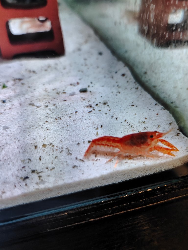 Cpo dwergkreeftjes, Kreeft, Krab of Garnaal, Zoetwatervis