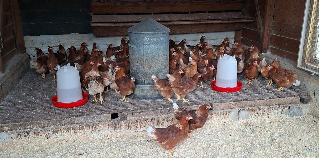 Jonge hennen te koop ISA Brown (gaan bijna leggen), Vrouwelijk, Kip