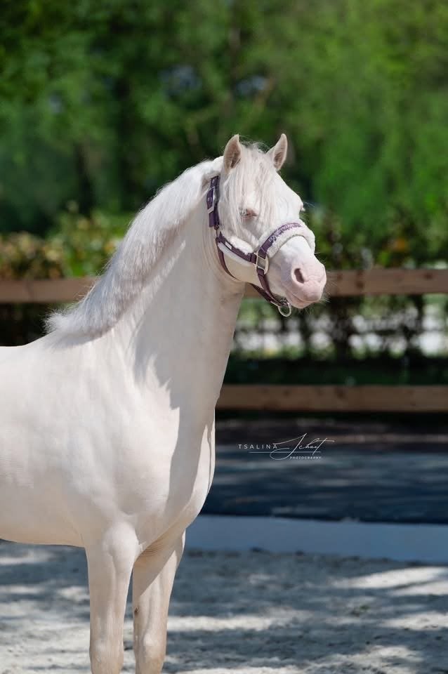 Once in a live kinder sport pony 🤍, Dieren en Toebehoren, Pony's, Ruin, B, C pony (1.27m tot 1.37m), 3 tot 6 jaar