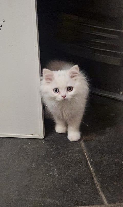 Bijzondere Odd eyes één blauw één honingkleur) Britse Kortha, Dieren en Toebehoren, Meerdere dieren, Ontwormd, 0 tot 2 jaar