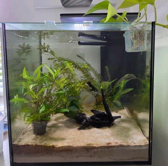 Superfish Qubic 60 pro zwart, Ophalen, Inclusief deksel, Zo goed als nieuw, Leeg aquarium