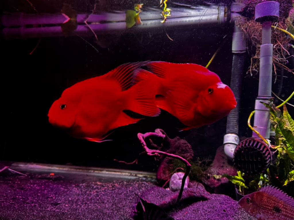 Koppel kong parrots XL, Dieren en Toebehoren, Vissen | Aquariumvissen, Vis