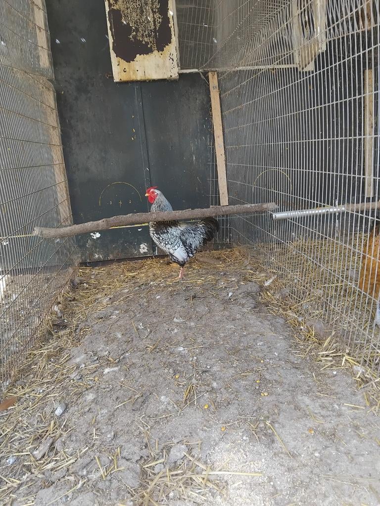 Inname pluimvee, Meerdere dieren, Kip