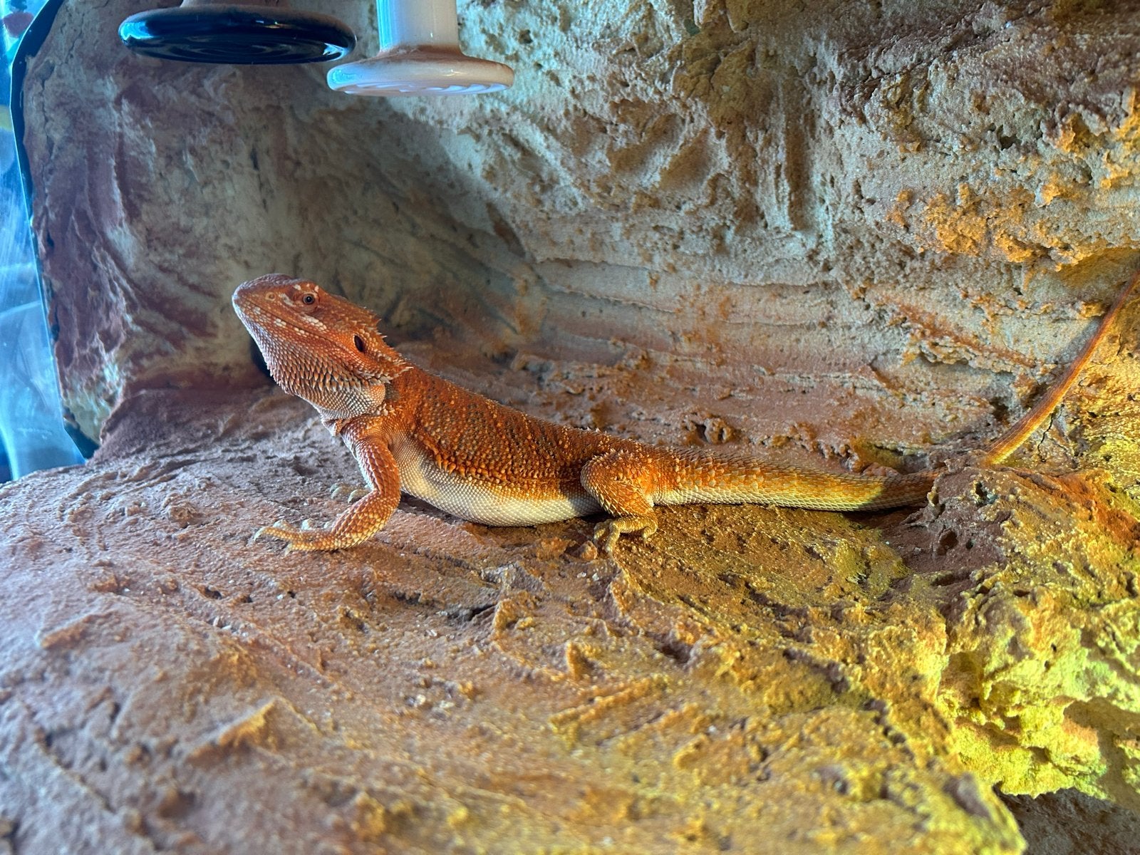Baardagaam rood met blue lagoon terrarium (compleet) Bearded Dragon photo 3