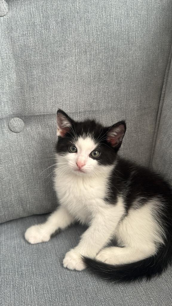 Kittens