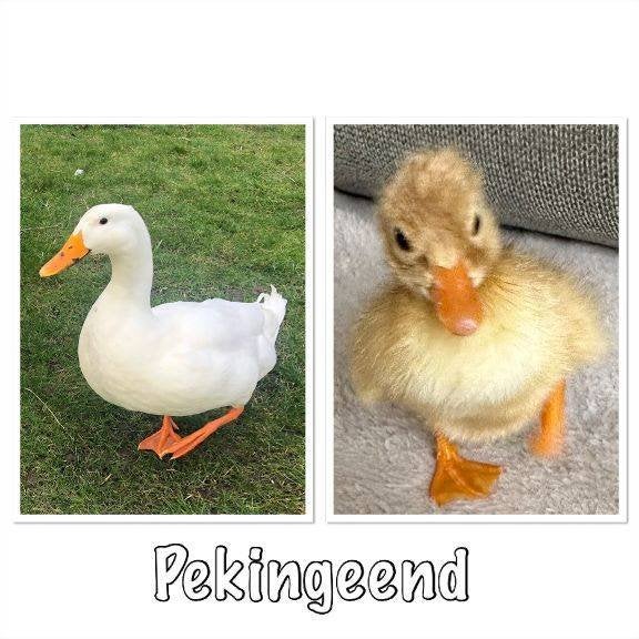 Witte Eenden broedeieren- Peking Eend, Dieren en Toebehoren, Pluimvee, Geslacht onbekend, Overige soorten